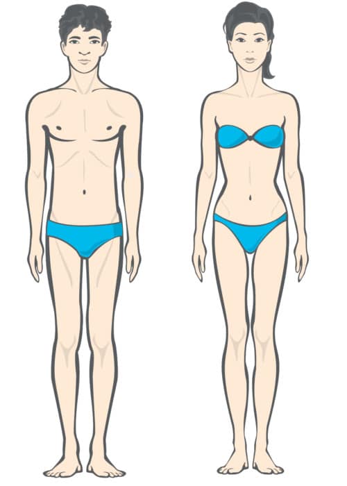 different body types of men and women ectomorph
