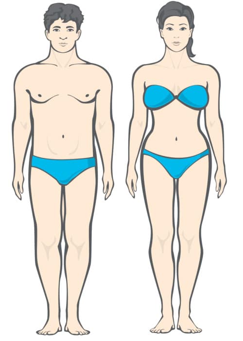 different body types of men and women endomorph